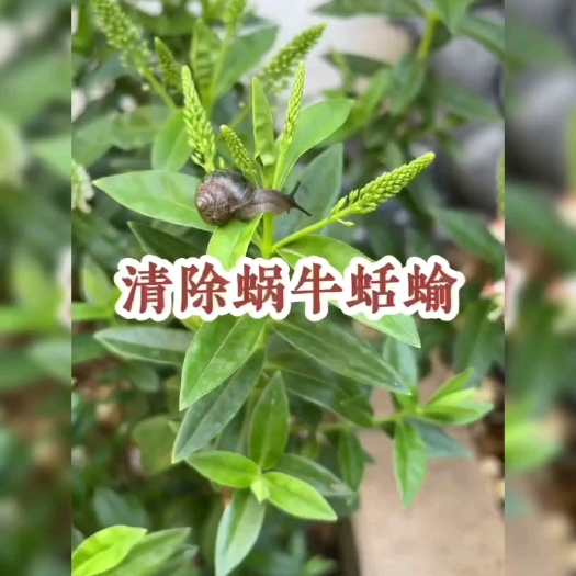 郑州蜗牛药专杀蜗牛鼻涕虫福寿螺蔬菜家庭园艺花卉杀虫剂批发价
