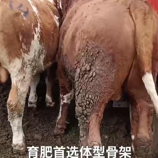 威宁县牛