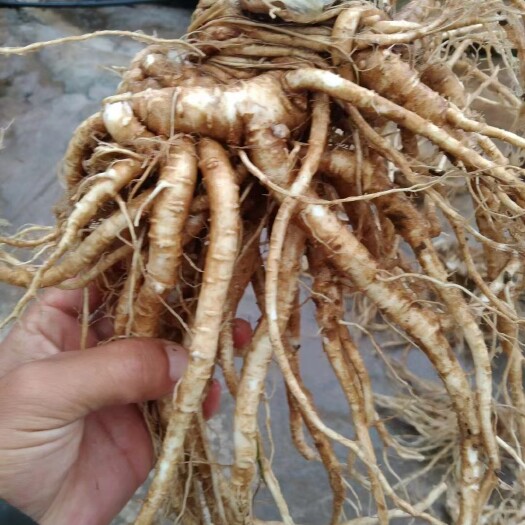 甘洛县中药菜当归   日本当归现货上市