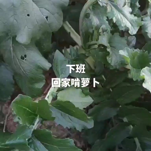 周口青萝卜