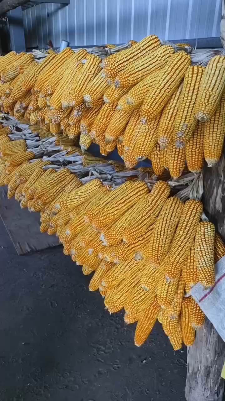玉米