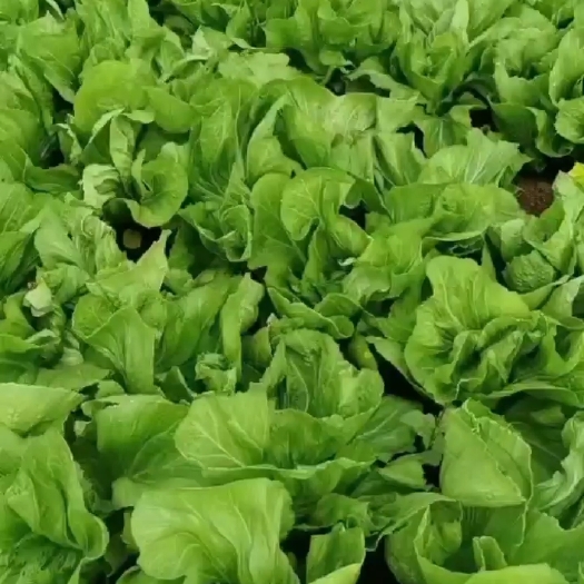 芥菜大量货源