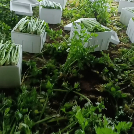 菏泽西芹