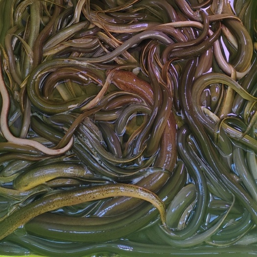 海口大量通货鳝鱼