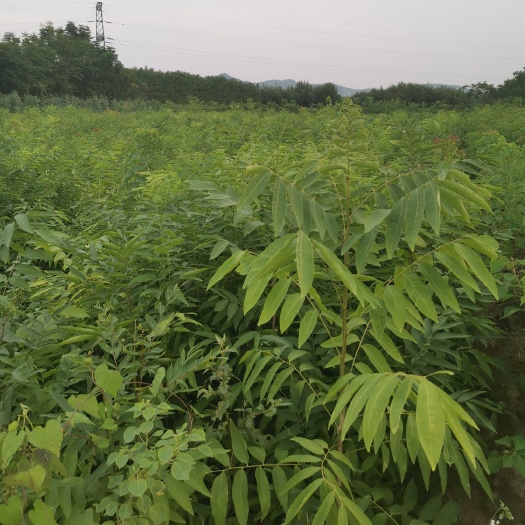 九江无患子树苗