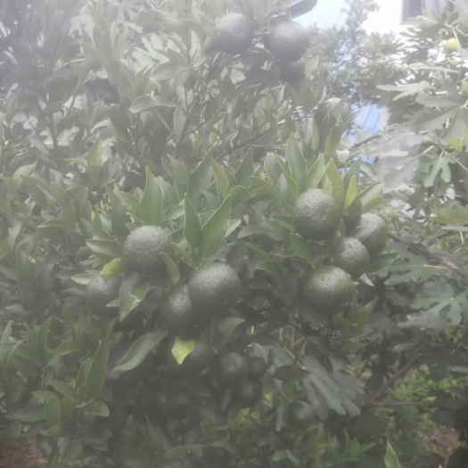 深圳贵州连片扶贫农家烤烟肥