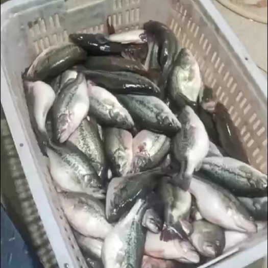南京鲈鱼