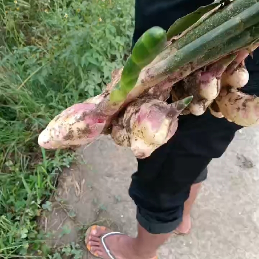 瑞丽市白姜黄姜
