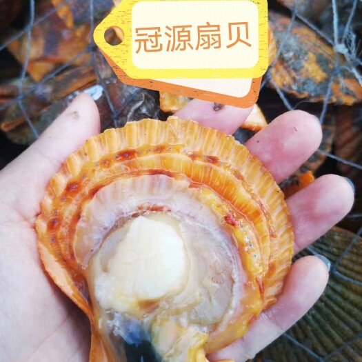湛江冠源扇贝批发