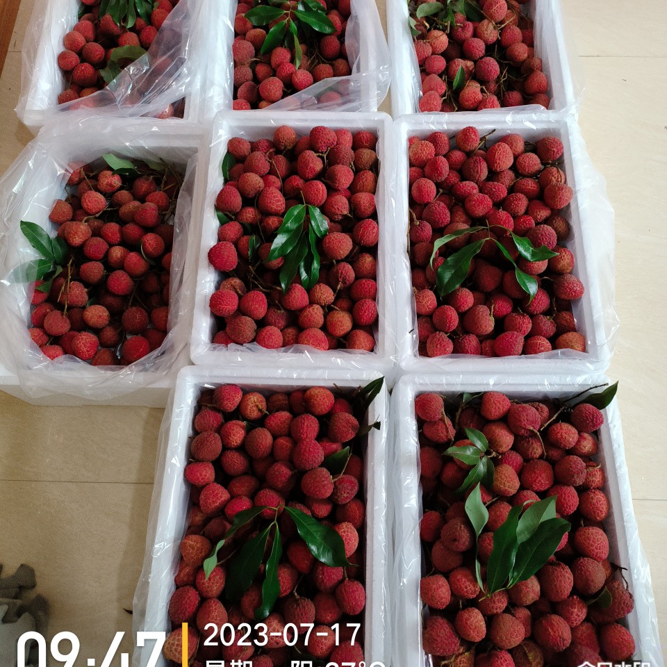荔枝   仙进奉荔枝   基岗仙进奉荔枝