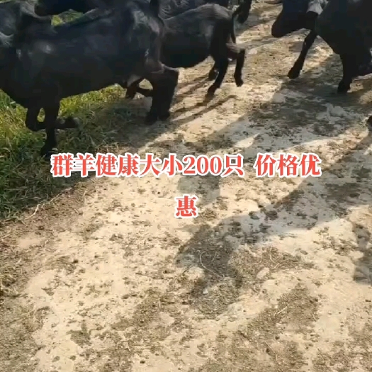 阳江明码标价22一斤  大小200江门地区