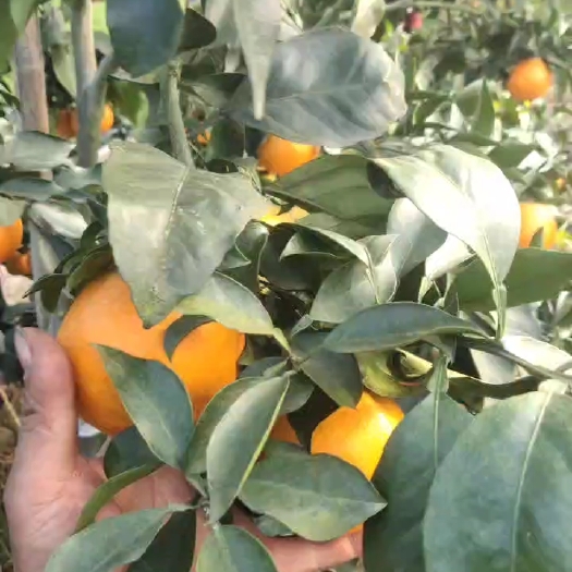 丹棱县爱媛橙