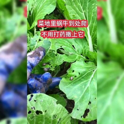 四聚乙醛专杀蜗牛药鼻涕虫蜗牛蛞蝓蜗螺净福寿螺菜地花园批发农药