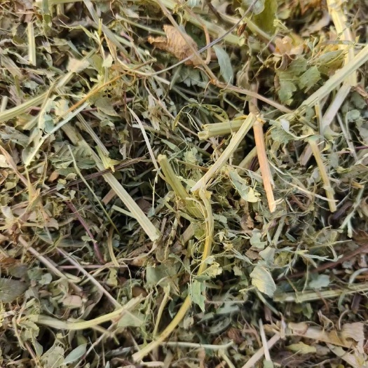 邓州市优质延津花生秧