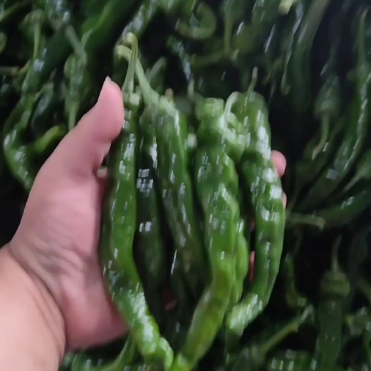 枣庄山东枣庄精品皱皮椒 大量上市 支持视频看货 欢迎联系
