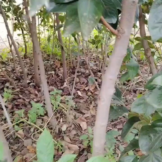 漯河阳丰甜柿苗