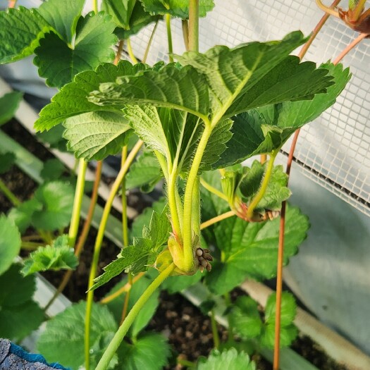 临沂脱毒草莓种苗