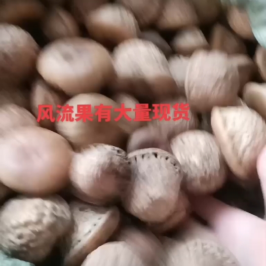 梧州风流果干货，有大量现货