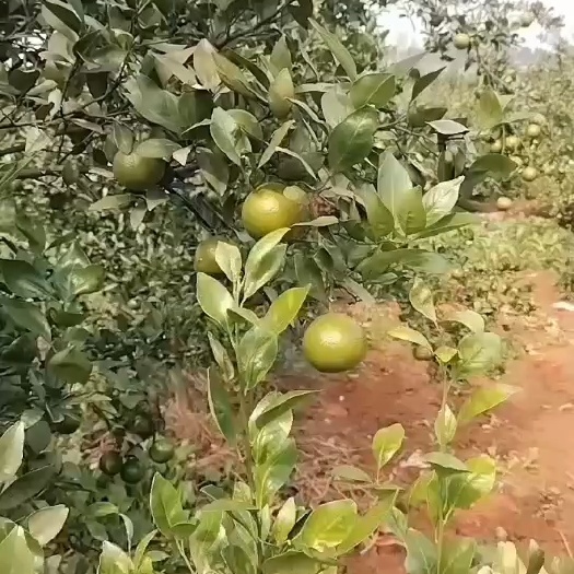永州皇帝柑
