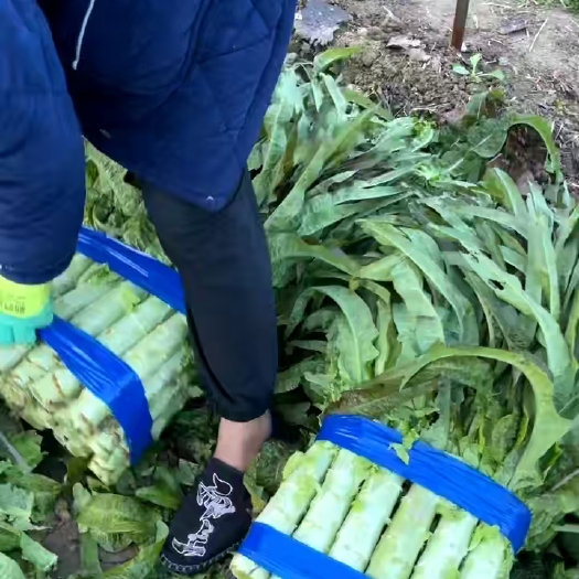 宿州红叶莴笋