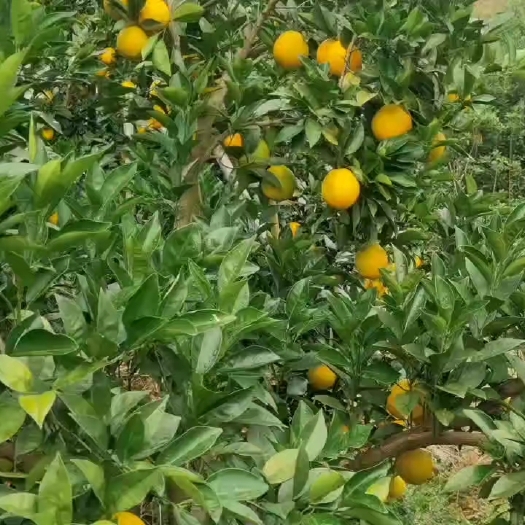 赣州赣南脐橙，好吃又好甜的赣南脐橙