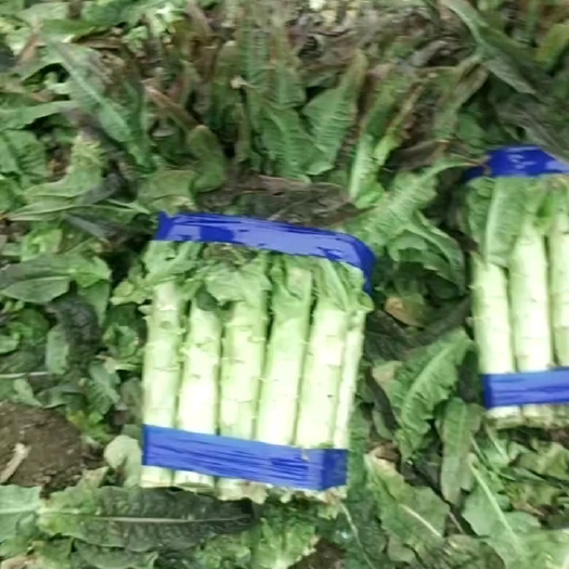 彭州市红叶莴笋