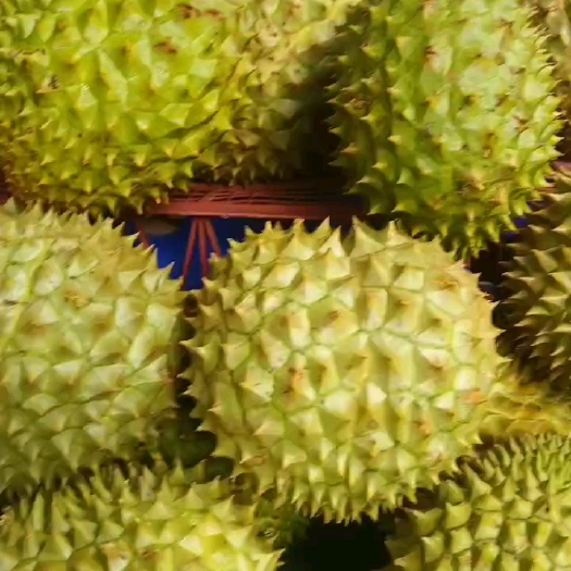 广州榴莲