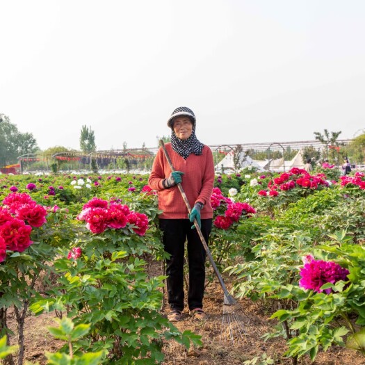 菏泽独杆老桩牡丹