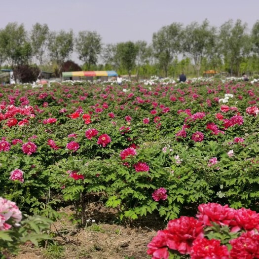 菏泽牡丹花苗