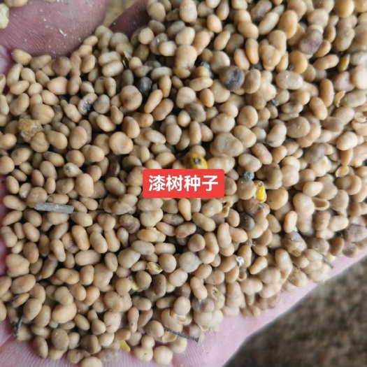 漆树种子 漆树小苗种植基地 净子 育苗种子 产地价格批发