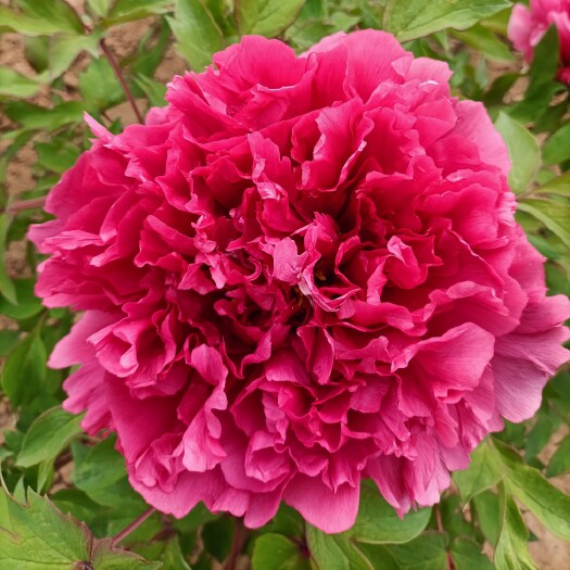菏泽牡丹花苗