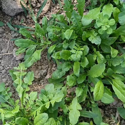 嘉鱼县野生荠菜