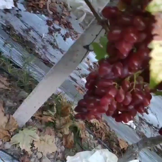 全州县桂林温克葡萄