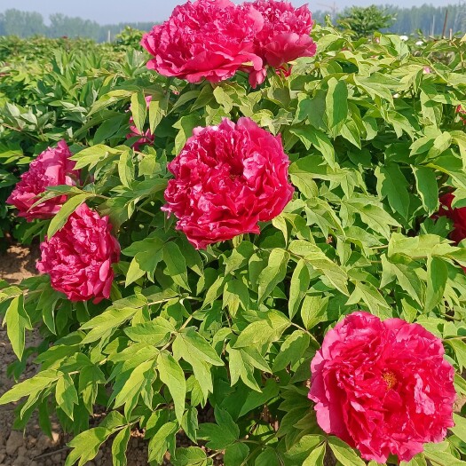 菏泽牡丹花苗《旭港》
