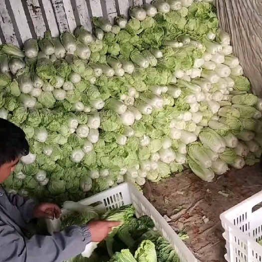 扶沟县精品娃娃菜