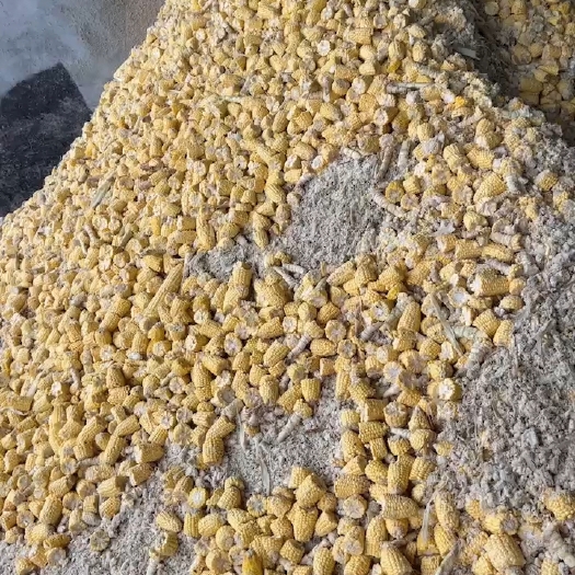 上林县玉米青贮料 玉米棒 玉米杆节，玉米叶 玉米粒