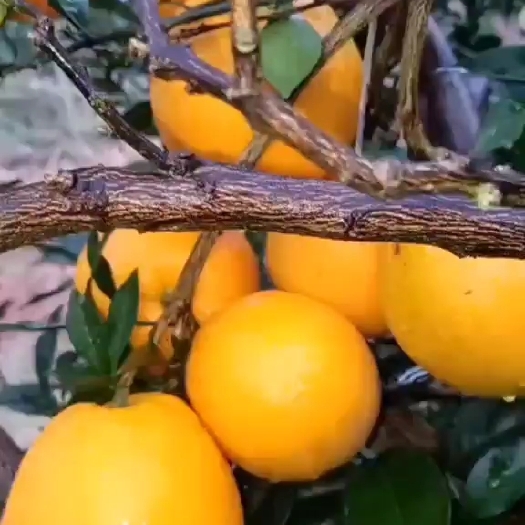 麻阳县橙子