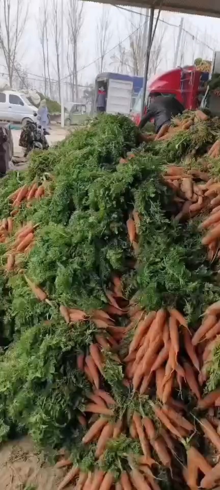 红萝卜厂价直销批发
