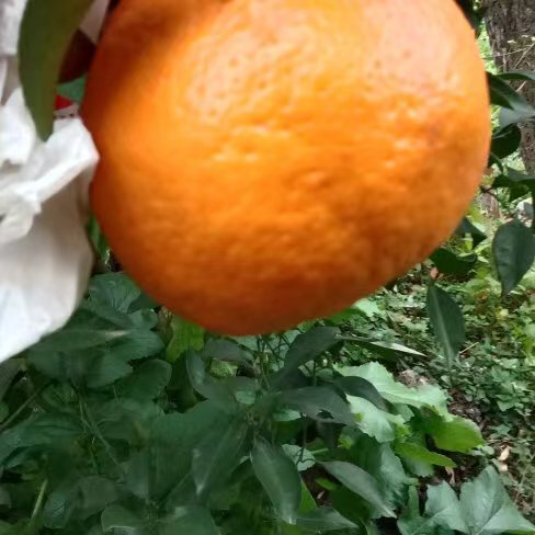石棉县无伤果，果皮鲜亮。规格70～110