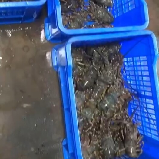 广州海鲜活鲜小青龙
