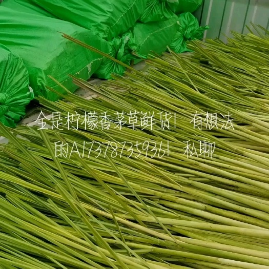 资中县柠檬香茅草