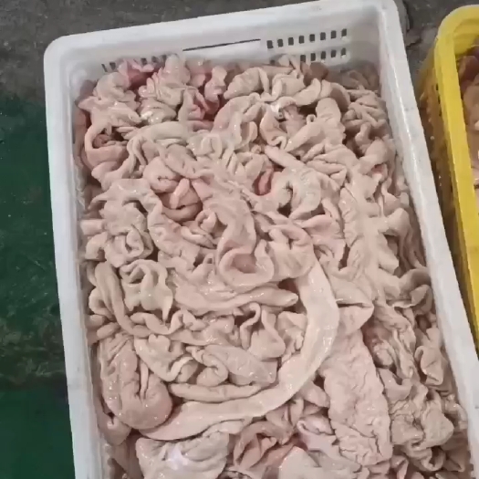 猪肠  新鲜大肠，预煮大肠，预煮冻品大肠