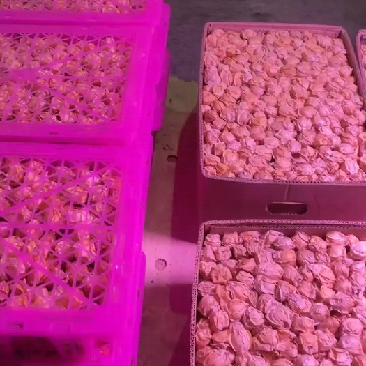 海伦市黑龙江绥化黄菇娘果，大量有货，价格便宜，可以帮忙找车