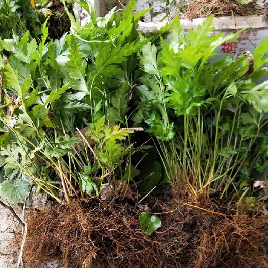 恩施市家种中药材黄连苗阳台绿植盆栽庭院种植包邮室内种植四季绿植