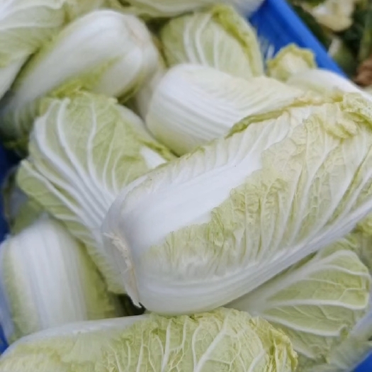扶沟县精品娃娃菜
