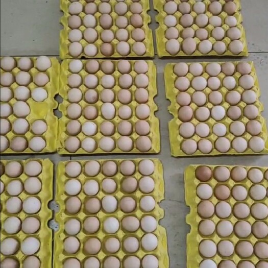 深圳精品粉蛋，长期供应，低于市场价格