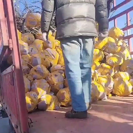 盖州市苹果树和梨树