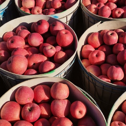 绥中县寒富苹果