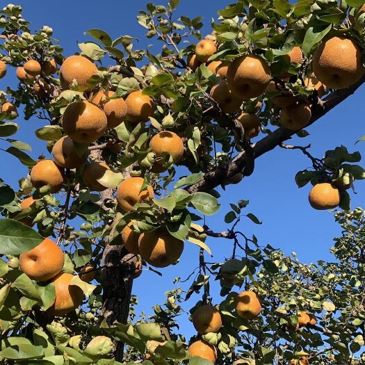 丽江丽江雄古黄皮蜜梨