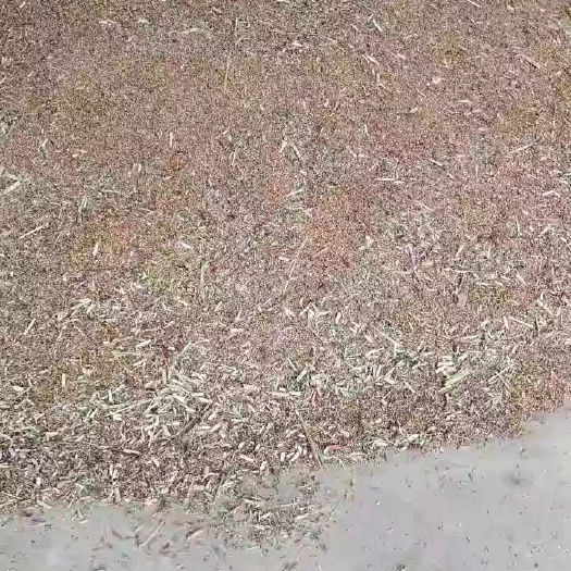 平陆县高粱